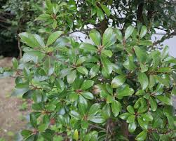 Image result for Ternstroemia polypetala