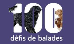 100 Defis De Balades Canines Chien Animaux Intelligents Canin