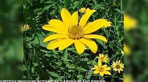 Maybe you would like to learn more about one of these? Missouri Natives At Sugar Creek Youtube