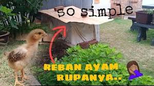 We did not find results for: Reban Ayam Kampung Modal Rm200 Je Ep 1