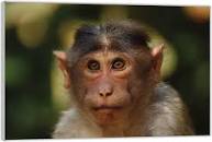 Afbeeldingsresultaat voor apenkop