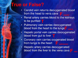 Blood vessels are hollow tubes that blood flows through. Cardiovascular System What Do You Know Already Ppt Download