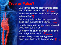 There is another vein connected to the liver called the hepatic portal vein. Cardiovascular System What Do You Know Already Ppt Download
