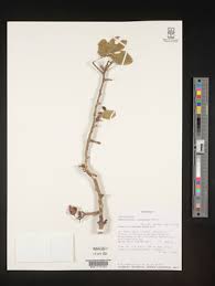 Image result for Haplocoelum