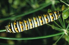 Maybe you would like to learn more about one of these? Common Caterpillars Texas Insect Identification Tools