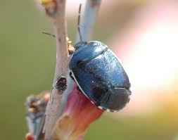 Image result for Canthium bugoyense