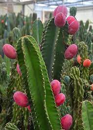 Cereus cacti like to dry out completely between waterings. Live Peruvian Apple Cactus Plant Ships In 100 Biodegradable 4 Coconut Fiber Planter The Peruvian Apple Cactus Is A Large Cactus Types Of Cactus Plants Plants