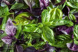 Basil 101: From Growing & Harvesting Basil to Using it in the Kitchen