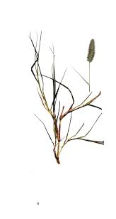 Image result for Loudetia kagerensis