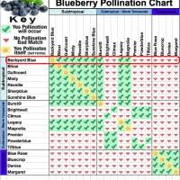 28 Paradigmatic Fruit Tree Pollinators Chart