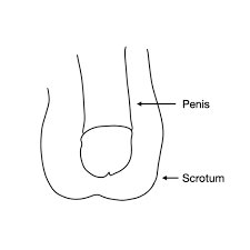 Image result for Scrotum