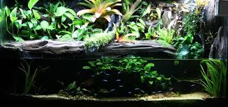 Neon Tetras Look So Gorgeous Its No Wonder They Re Such Popular Fish Poison Dart Frogs Dart Frog Poison Dart