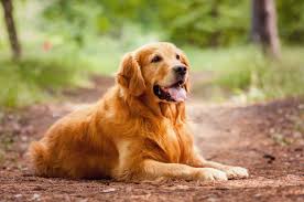 Maybe you would like to learn more about one of these? Lost Pets Southern California Golden Retriever Rescue