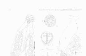 Image result for Diclis tenella