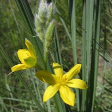 Image result for Hypoxis kilimanjarica