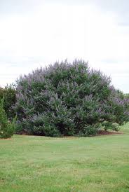 Image result for Vitex sp. A