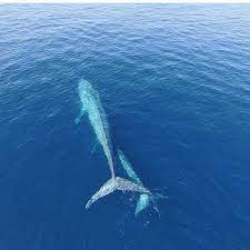 Blue Whales Nursing Off The Coast Of California Photo By Danawharf Devotedtotheocean Devocean Whale Blue Whale California Photos