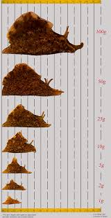 aplysia size chart aplysia university of miami