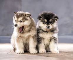 This breed is also sensitive to hip dysplasia and chondrodysplasia. 13 Places To Find Alaskan Malamutes For Sale Best To Worst
