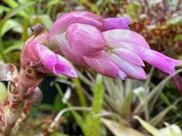 Image result for Microcoelia bulbocalcarata