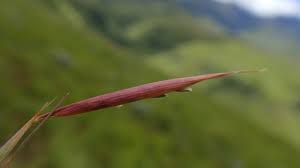 Image result for Monocymbium