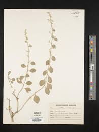 Image result for Aerva lanata