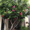 Flowers on hibiscus plants only last for one to three days. 1