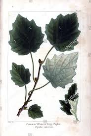 Image result for Populus ×  canescens