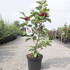 Distribuția filmului este alcătuită din: Cea Mai Spectaculoasa Magnolie Gradina Cu Smochini Facebook