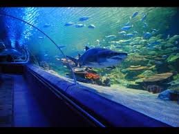 Underwater Aquarium Turkuazoo Youtube