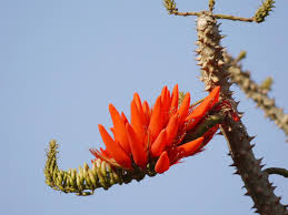 Image result for Erythrina × coddii