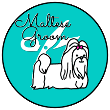 Here is how i groom bear, my maltese dog at home! Maltese Groom
