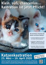 Der hat vorher auch nicht rumgesaut. Kastrationskampagne Fur Katzen Startet Tierschutzverein Fur Den Kreis Duren E V