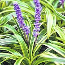 Full sun shrubs full sun perennials full sun plants shade perennials flowers perennials planting flowers flowers garden flower gardening perrenial flowers. Low Maintenance High Impact Gardening Sidney Daily News