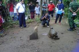 Dear user, please when connecting with the company, mention arca. Temuan 2 Arca Di Dusun Candi Bukan Kali Pertama