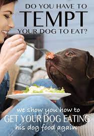 My Dog Won T Eat What To Do When Your Dog Is Off His Food Dog Food Recipes Dogs Raw Feeding For Dogs