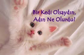 gebe hayvanlar gebelik hamilelik tum canlilara cok yakisiyor en kutsal duygulardan olan annelik her canlida ayni guzellikte yas kedi hayvanlar fotograf