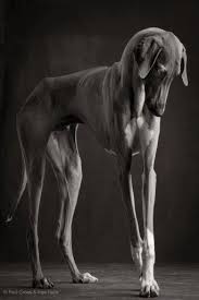 Black And White Hound Dog Azawakh Dog Breed Information Popular Pictures Dog Breeds Grey Hound Dog Animal Memes Funny Dogs