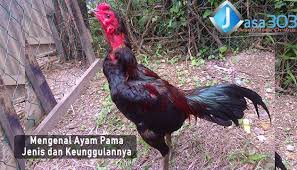 We would like to show you a description here but the site won’t allow us. Ayam Pama Ninja Samurai Ayam Mania