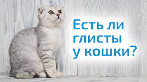 kak opredelit est li glisty u koshki i chem lechit pitomca koshki koshachi memy uhod za koshkoj