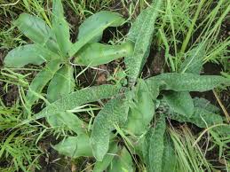 Image result for Glossostelma spathulatum
