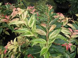 No serious insect or disease problems. Leucothoe Fontanesiana Rainbow Rainbow Drooping Leucothoe Planting Herbs Plants Plant Leaves