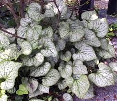 Leaf and linen's plant bundle includes an assortment of six plants. 6 Stunning Silver Leaf Plants