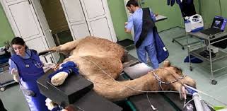 Royal dutch shell yang sekarang bertengger di urutan ketiga perusahaan terbesar di dunia ini tercatat memiliki penghasilan 396 miliar dolar as atau sekitar. Arab Resmikan Rumah Sakit Khusus Unta Terbesar Di Dunia