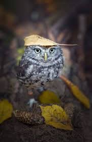 Bird That Sounds Like A Monkey At Night Officer Of Monkey Problems Cute Animals Nocturnal Birds Animals