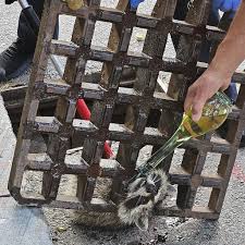 Raccoon rescue in North Cambridge goes grate with a dousing of olive oil from helpful neighbor - Cambridge Day