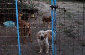 Sesto fiorentino (firenze) appartamento in vendita da privato. Canile Nelcuore Org Pagina 2