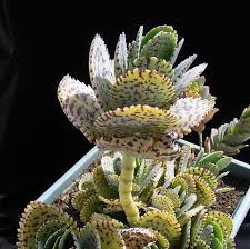 Image result for Kalanchoe marmorata
