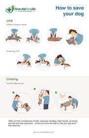 If you are interested in helping others, a great way to do this is by taking your. 7 First Aid Tips That Could Save Your Dog S Life And Reduce Their Pain