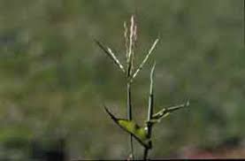 Image result for Arthraxon hispidus